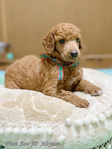 �A���L���I�l�[